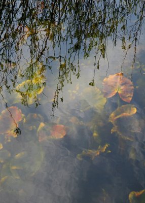 Reflections and Emerging Lily Leaves
