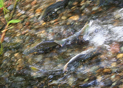 Spawning Salmon