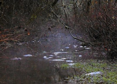 Winter Salmon Stream