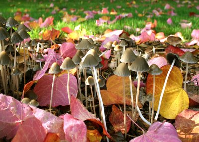 Inside the Mushroom Forest