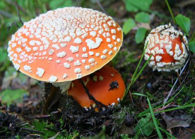 Amanita muscaria