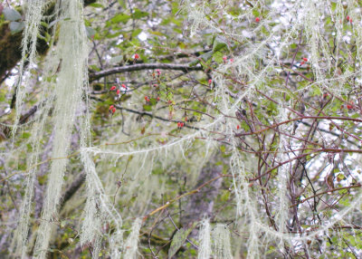 Usnea and Rosehips