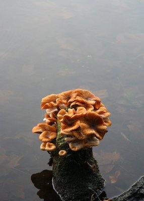 Mushroom Blossom