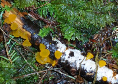 Yellow Jelly Fungus