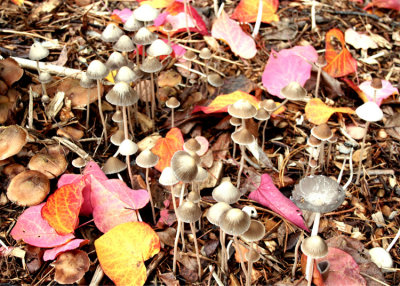 Mushroom Forest