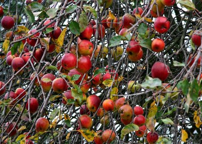 Red Apples