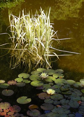 Waterlilies and Pondgrass
