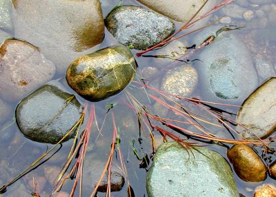 River Rocks and Reeds