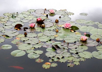 Lotus Pond '05