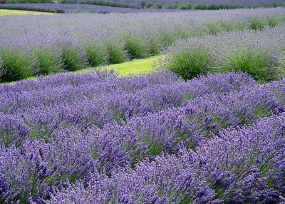 Lavender Fields, Sequim