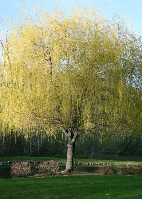 Young Weeping Willow