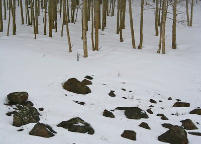 Rocks, Trunks, Snow on Boulder Mountain