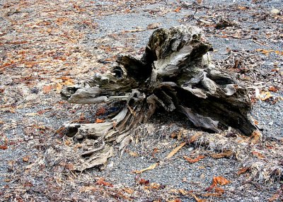 Driftwood and Seaweed