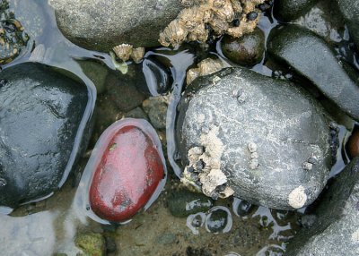 Tide Pool Red Rock