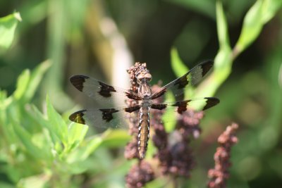 Twelve-spotted Skimmer (female)