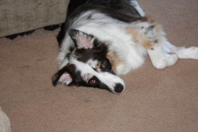 Max the Aussie
