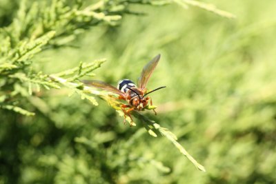 Cicada Killer