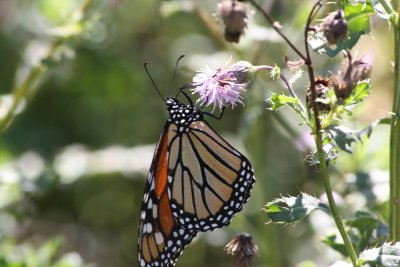 Monarch