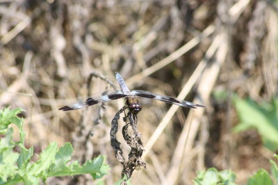 Twelve-spotted Skimmer