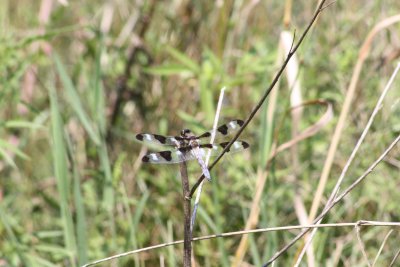 Twelve-spotted Skimmer