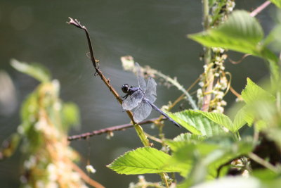 Slaty Skimmer