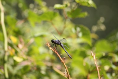 Slaty Skimmer