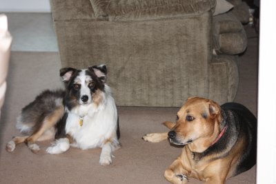 Max And Casey