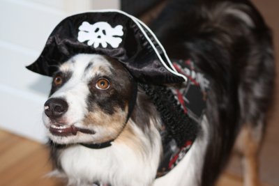 dogs