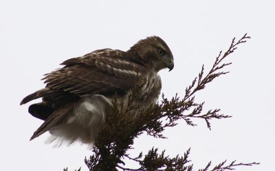 red-tailed hawk