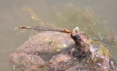 Orange Bluet