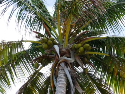 Coconuts