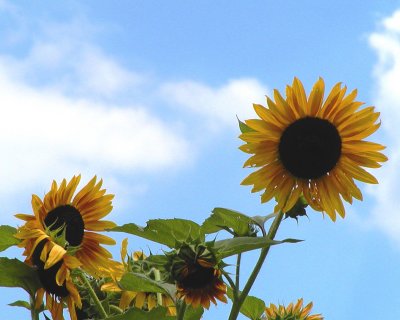 sunflowers.JPG