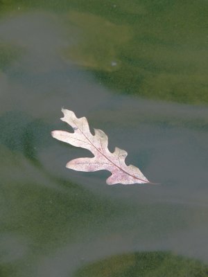 ghost leaf