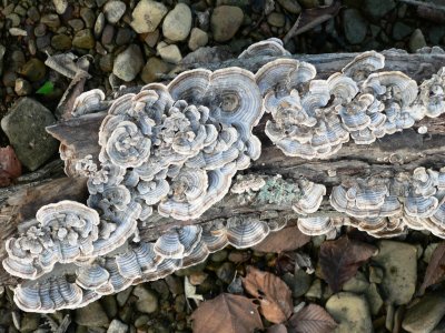 fungus on log