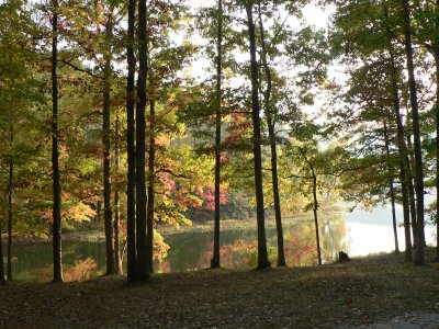 view through the trees