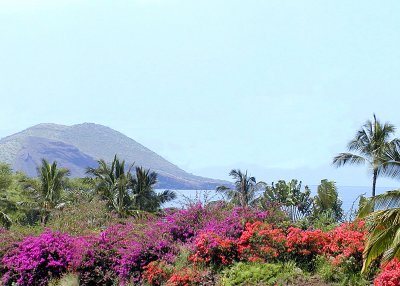 Maui View