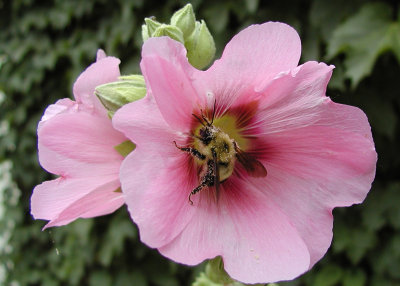 Bee on Hollyhocks