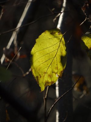 Leaf 45-200.jpg