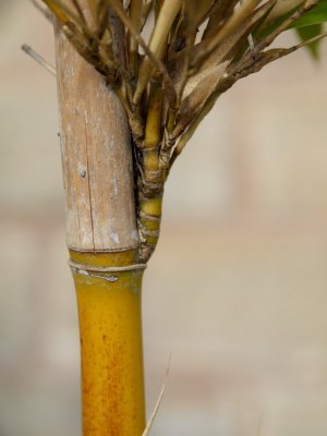 Bamboo 1_resize.jpg