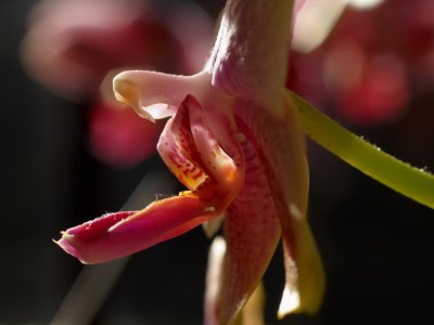 Orchid head 1_resize.jpg