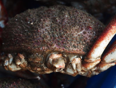 Crab shell.jpg