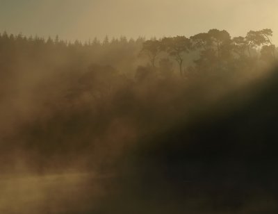 St.Maurice trees 4 web.jpg