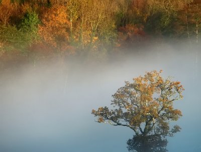 Tree in mist 1 web_filtered.jpg