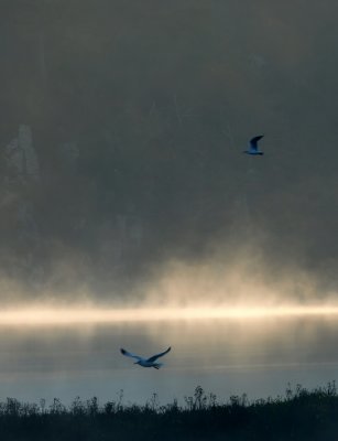 Gulls white mist strip_filtered.jpg