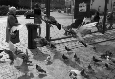 Old lady pigeons 1.jpg