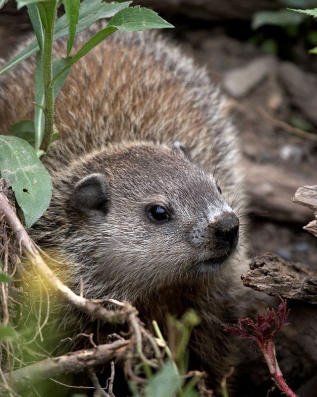 Ground Hog Baby