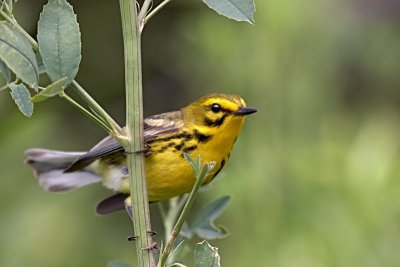 Prairie Warbler