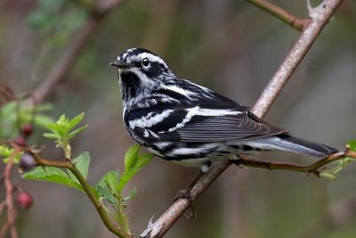 Black-and White Warbler