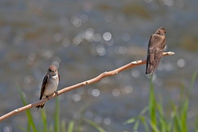 Rough-winged Swallow