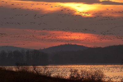 Sunrise Migration